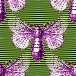 20080525200812-bombyx.jpg